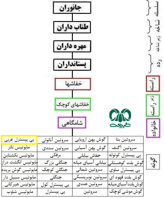 طبقه بندی گونه خفاش پی پسترل عربی